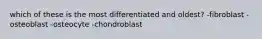 which of these is the most differentiated and oldest? -fibroblast -osteoblast -osteocyte -chondroblast