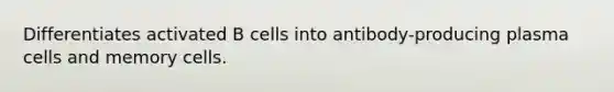 Differentiates activated B cells into antibody-producing plasma cells and memory cells.