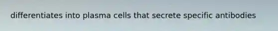 differentiates into plasma cells that secrete specific antibodies