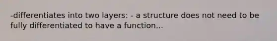 -differentiates into two layers: - a structure does not need to be fully differentiated to have a function...