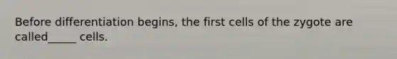 Before differentiation begins, the first cells of the zygote are called_____ cells.
