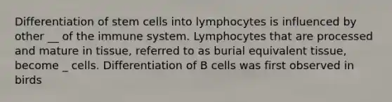 Differentiation of stem cells into lymphocytes is influenced by other __ of the immune system. Lymphocytes that are processed and mature in tissue, referred to as burial equivalent tissue, become _ cells. Differentiation of B cells was first observed in birds