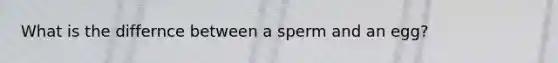 What is the differnce between a sperm and an egg?