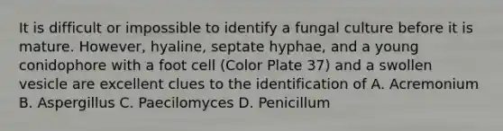 It is difficult or impossible to identify a fungal culture before it is mature. However, hyaline, septate hyphae, and a young conidophore with a foot cell (Color Plate 37) and a swollen vesicle are excellent clues to the identification of A. Acremonium B. Aspergillus C. Paecilomyces D. Penicillum