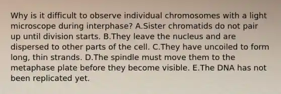 Why is it difficult to observe individual chromosomes with a light microscope during interphase? A.Sister chromatids do not pair up until division starts. B.They leave the nucleus and are dispersed to other parts of the cell. C.They have uncoiled to form long, thin strands. D.The spindle must move them to the metaphase plate before they become visible. E.The DNA has not been replicated yet.