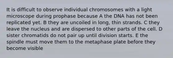 It is difficult to observe individual chromosomes with a light microscope during prophase because A the DNA has not been replicated yet. B they are uncoiled in long, thin strands. C they leave the nucleus and are dispersed to other parts of the cell. D sister chromatids do not pair up until division starts. E the spindle must move them to the metaphase plate before they become visible