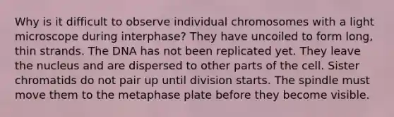 Why is it difficult to observe individual chromosomes with a light microscope during interphase? They have uncoiled to form long, thin strands. The DNA has not been replicated yet. They leave the nucleus and are dispersed to other parts of the cell. Sister chromatids do not pair up until division starts. The spindle must move them to the metaphase plate before they become visible.