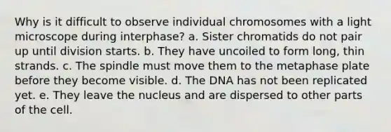 Why is it difficult to observe individual chromosomes with a light microscope during interphase? a. Sister chromatids do not pair up until division starts. b. They have uncoiled to form long, thin strands. c. The spindle must move them to the metaphase plate before they become visible. d. The DNA has not been replicated yet. e. They leave the nucleus and are dispersed to other parts of the cell.