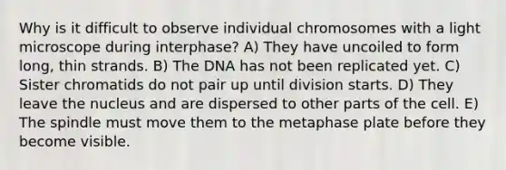 Why is it difficult to observe individual chromosomes with a light microscope during interphase? A) They have uncoiled to form long, thin strands. B) The DNA has not been replicated yet. C) Sister chromatids do not pair up until division starts. D) They leave the nucleus and are dispersed to other parts of the cell. E) The spindle must move them to the metaphase plate before they become visible.