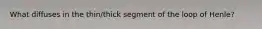 What diffuses in the thin/thick segment of the loop of Henle?