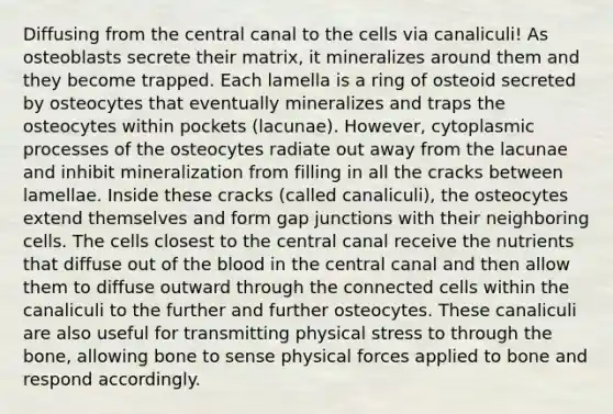 Diffusing from the central canal to the cells via canaliculi! As osteoblasts secrete their matrix, it mineralizes around them and they become trapped. Each lamella is a ring of osteoid secreted by osteocytes that eventually mineralizes and traps the osteocytes within pockets (lacunae). However, cytoplasmic processes of the osteocytes radiate out away from the lacunae and inhibit mineralization from filling in all the cracks between lamellae. Inside these cracks (called canaliculi), the osteocytes extend themselves and form gap junctions with their neighboring cells. The cells closest to the central canal receive the nutrients that diffuse out of the blood in the central canal and then allow them to diffuse outward through the connected cells within the canaliculi to the further and further osteocytes. These canaliculi are also useful for transmitting physical stress to through the bone, allowing bone to sense physical forces applied to bone and respond accordingly.