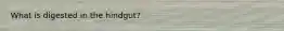 What is digested in the hindgut?