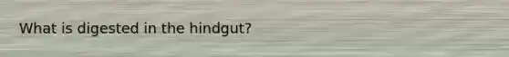 What is digested in the hindgut?