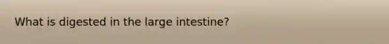 What is digested in the large intestine?