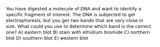 You have digested a molecule of DNA and want to identify a specific fragment of interest. The DNA is subjected to gel electrophoresis, but you get two bands that are very close in size. What could you use to determine which band is the correct one? A) eastern blot B) stain with ethidium bromide C) northern blot D) southern blot E) western blot