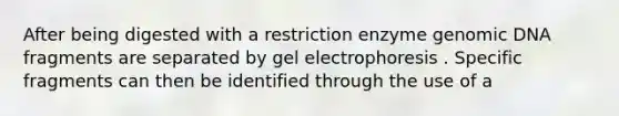 After being digested with a restriction enzyme genomic DNA fragments are separated by gel electrophoresis . Specific fragments can then be identified through the use of a