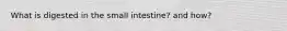 What is digested in the small intestine? and how?