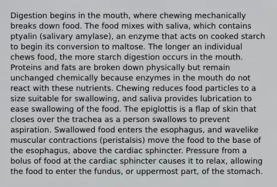 Digestion begins in the mouth, where chewing mechanically breaks down food. The food mixes with saliva, which contains ptyalin (salivary amylase), an enzyme that acts on cooked starch to begin its conversion to maltose. The longer an individual chews food, the more starch digestion occurs in the mouth. Proteins and fats are broken down physically but remain unchanged chemically because enzymes in the mouth do not react with these nutrients. Chewing reduces food particles to a size suitable for swallowing, and saliva provides lubrication to ease swallowing of the food. The epiglottis is a flap of skin that closes over the trachea as a person swallows to prevent aspiration. Swallowed food enters the esophagus, and wavelike muscular contractions (peristalsis) move the food to the base of the esophagus, above the cardiac sphincter. Pressure from a bolus of food at the cardiac sphincter causes it to relax, allowing the food to enter the fundus, or uppermost part, of the stomach.