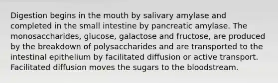 Digestion begins in the mouth by salivary amylase and completed in the small intestine by pancreatic amylase. The monosaccharides, glucose, galactose and fructose, are produced by the breakdown of polysaccharides and are transported to the intestinal epithelium by facilitated diffusion or active transport. Facilitated diffusion moves the sugars to the bloodstream.