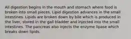 All digestion begins in the mouth and stomach where food is broken into small pieces. Lipid digestion advances in the small intestines. Lipids are broken down by bile which is produced in the liver, stored in the gall bladder and injected into the small intestines. The pancreas also injects the enzyme lipase which breaks down lipids.