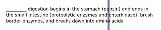 _________ digestion begins in the stomach (pepsin) and ends in the small intestine (proteolytic enzymes and enterkinase), brush border enzymes, and breaks down into amino acids