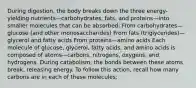 During digestion, the body breaks down the three energy-yielding nutrients—carbohydrates, fats, and proteins—into smaller molecules that can be absorbed: From carbohydrates—glucose (and other monosaccharides) From fats (triglycerides)—glycerol and fatty acids From proteins—amino acids Each molecule of glucose, glycerol, fatty acids, and amino acids is composed of atoms—carbons, nitrogens, oxygens, and hydrogens. During catabolism, the bonds between these atoms break, releasing energy. To follow this action, recall how many carbons are in each of these molecules: