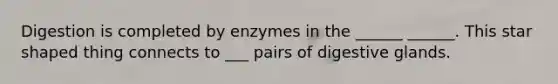 Digestion is completed by enzymes in the ______ ______. This star shaped thing connects to ___ pairs of digestive glands.