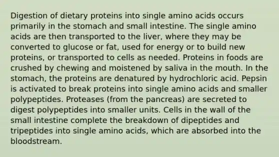 Digestion of dietary proteins into single amino acids occurs primarily in the stomach and small intestine. The single amino acids are then transported to the liver, where they may be converted to glucose or fat, used for energy or to build new proteins, or transported to cells as needed. Proteins in foods are crushed by chewing and moistened by saliva in the mouth. In the stomach, the proteins are denatured by hydrochloric acid. Pepsin is activated to break proteins into single amino acids and smaller polypeptides. Proteases (from the pancreas) are secreted to digest polypeptides into smaller units. Cells in the wall of the small intestine complete the breakdown of dipeptides and tripeptides into single amino acids, which are absorbed into the bloodstream.