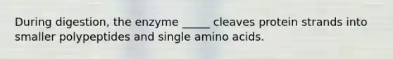 During digestion, the enzyme _____ cleaves protein strands into smaller polypeptides and single amino acids.