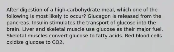 After digestion of a high-carbohydrate meal, which one of the following is most likely to occur? Glucagon is released from <a href='https://www.questionai.com/knowledge/kITHRba4Cd-the-pancreas' class='anchor-knowledge'>the pancreas</a>. Insulin stimulates the transport of glucose into <a href='https://www.questionai.com/knowledge/kLMtJeqKp6-the-brain' class='anchor-knowledge'>the brain</a>. Liver and skeletal muscle use glucose as their major fuel. Skeletal muscles convert glucose to fatty acids. Red blood cells oxidize glucose to CO2.