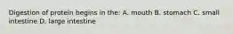 Digestion of protein begins in the: A. mouth B. stomach C. small intestine D. large intestine