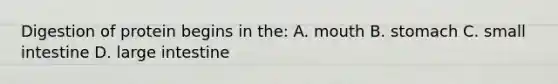 Digestion of protein begins in the: A. mouth B. stomach C. small intestine D. large intestine