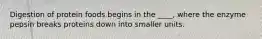Digestion of protein foods begins in the ____, where the enzyme pepsin breaks proteins down into smaller units.