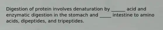 Digestion of protein involves denaturation by ______ acid and enzymatic digestion in the stomach and _____ intestine to amino acids, dipeptides, and tripeptides.