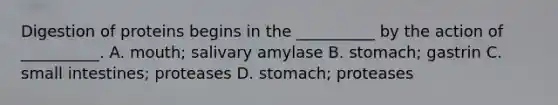 Digestion of proteins begins in the __________ by the action of __________. A. mouth; salivary amylase B. stomach; gastrin C. small intestines; proteases D. stomach; proteases