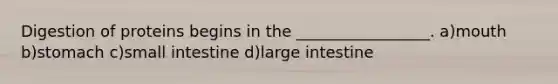 Digestion of proteins begins in the _________________. a)mouth b)stomach c)small intestine d)large intestine
