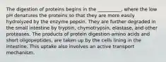 The digestion of proteins begins in the __________, where the low pH denatures the proteins so that they are more easily hydrolyzed by the enzyme pepsin. They are further degraded in the small intestine by trypsin, chymotrypsin, elastase, and other proteases. The products of protein digestion-amino acids and short oligopeptides, are taken up by the cells lining in the intestine. This uptake also involves an active transport mechanism.