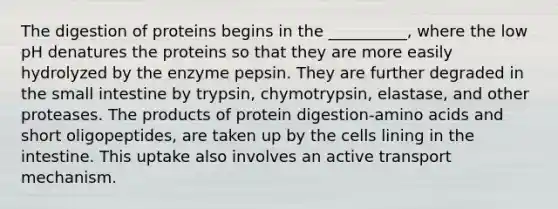 The digestion of proteins begins in the __________, where the low pH denatures the proteins so that they are more easily hydrolyzed by the enzyme pepsin. They are further degraded in <a href='https://www.questionai.com/knowledge/kt623fh5xn-the-small-intestine' class='anchor-knowledge'>the small intestine</a> by trypsin, chymotrypsin, elastase, and other proteases. The products of protein digestion-<a href='https://www.questionai.com/knowledge/k9gb720LCl-amino-acids' class='anchor-knowledge'>amino acids</a> and short oligopeptides, are taken up by the cells lining in the intestine. This uptake also involves an active transport mechanism.