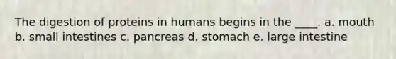 The digestion of proteins in humans begins in the ____. a. mouth b. small intestines c. pancreas d. stomach e. large intestine