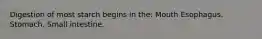 Digestion of most starch begins in the: Mouth Esophagus. Stomach. Small intestine.