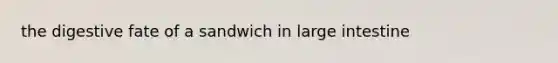 the digestive fate of a sandwich in large intestine