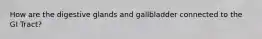 How are the digestive glands and gallbladder connected to the GI Tract?