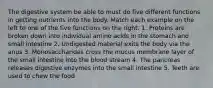 The digestive system be able to must do five different functions in getting nutrients into the body. Match each example on the left to one of the five functions on the right. 1. Proteins are broken down into individual amino acids in the stomach and small intestine 2. Undigested material exits the body via the anus 3. Monosaccharides cross the mucus membrane layer of the small intestine into the blood stream 4. The pancreas releases digestive enzymes into the small intestine 5. Teeth are used to chew the food