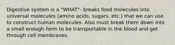 Digestive system is a "WHAT"- breaks food molecules into universal molecules (amino acids, sugars, etc.) that we can use to construct human molecules. Also must break them down into a small enough form to be transportable in the blood and get through cell membranes.