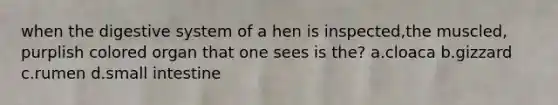 when the digestive system of a hen is inspected,the muscled, purplish colored organ that one sees is the? a.cloaca b.gizzard c.rumen d.small intestine