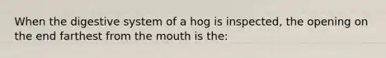 When the digestive system of a hog is inspected, the opening on the end farthest from the mouth is the: