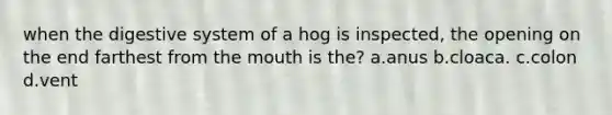 when the digestive system of a hog is inspected, the opening on the end farthest from the mouth is the? a.anus b.cloaca. c.colon d.vent