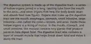 The digestive system is made up of the digestive tract—a series of hollow organs joined in a long, twisting tube from the mouth to the anus—and other organs that help the body break down and absorb food (see figure). Organs that make up the digestive tract are the mouth, esophagus, stomach, small intestine, large intestine—also called the colon—rectum, and anus. Inside these hollow organs is a lining of mucus. In the mouth, stomach, and small intestine, the mucosa contains tiny glands that produce juices to help digest food. The digestive tract also contains a layer of smooth muscle that helps break down food and move it along the tract.