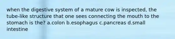 when the digestive system of a mature cow is inspected, the tube-like structure that one sees connecting the mouth to the stomach is the? a.colon b.esophagus c.pancreas d.small intestine