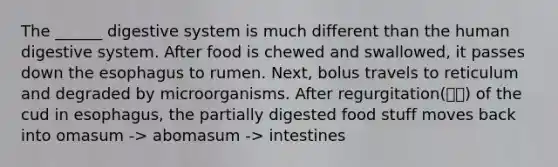 The ______ digestive system is much different than the human digestive system. After food is chewed and swallowed, it passes down the esophagus to rumen. Next, bolus travels to reticulum and degraded by microorganisms. After regurgitation(역류) of the cud in esophagus, the partially digested food stuff moves back into omasum -> abomasum -> intestines